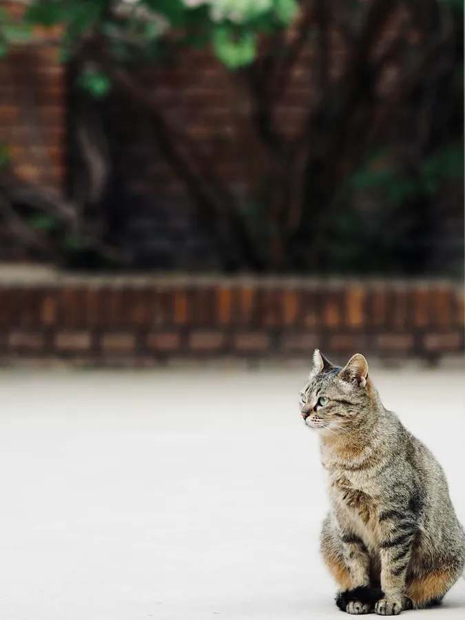Original photo: cat in front of a brick wall
