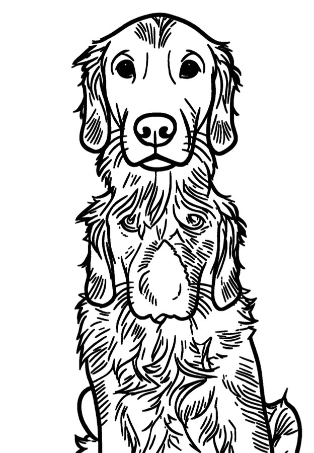 Outline drawing made from the photo
